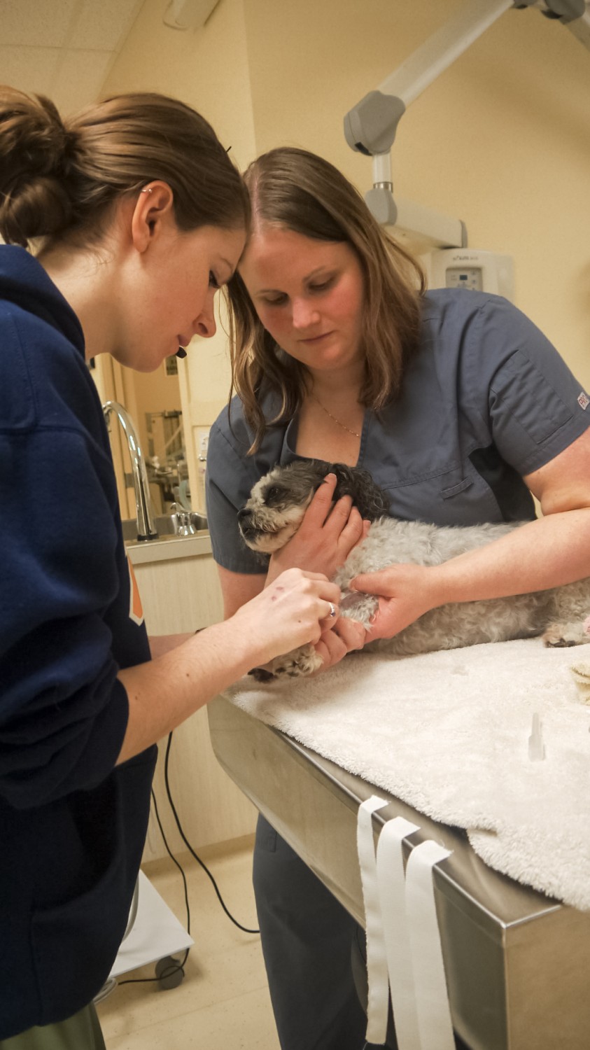 Dog being examined