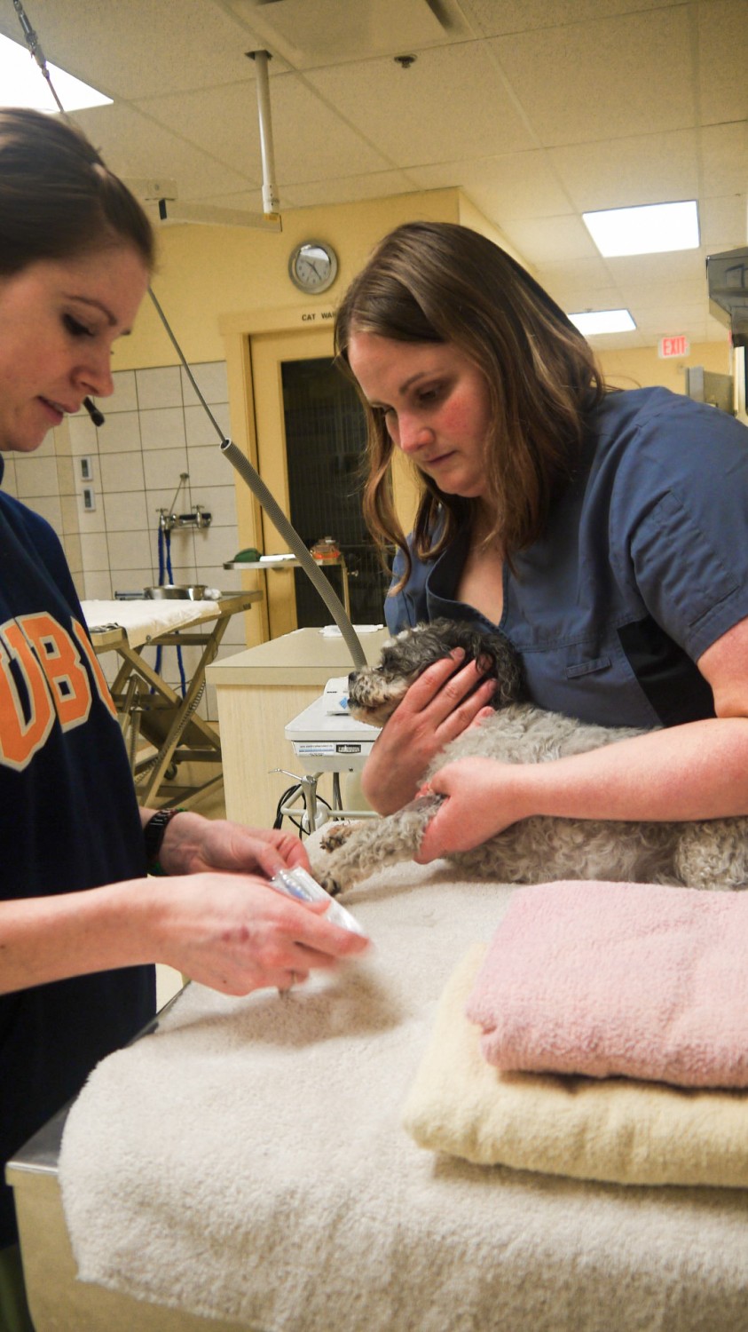 Dog getting Vaccine