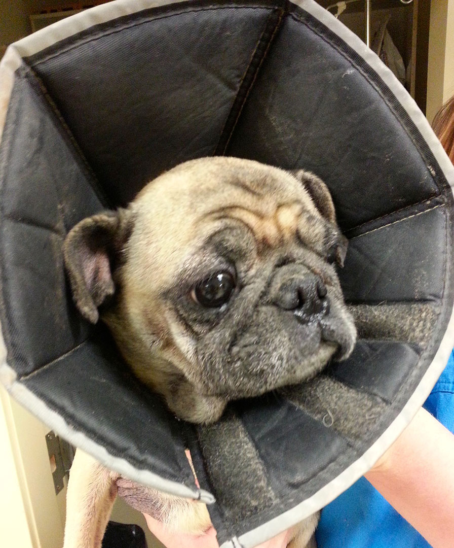 Pug Dog in Cone